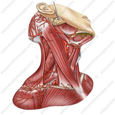 Подподбородочная артерия (a. submentalis)